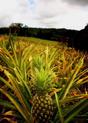 Big Pineapple Plantation