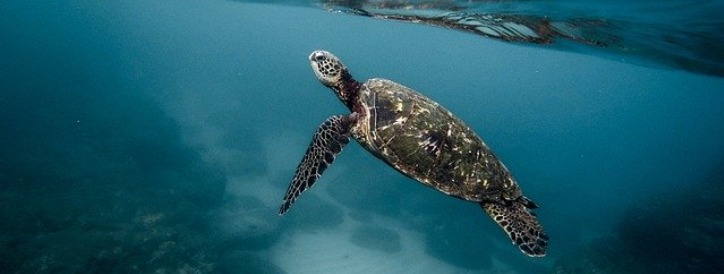 Swim with turtles in Cancun