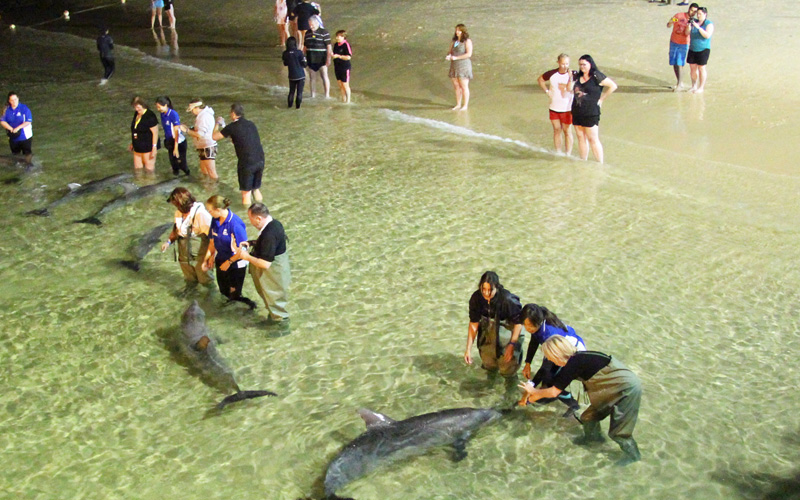 Dolphin Feeding at Tangalooma Resort, Moreton Island