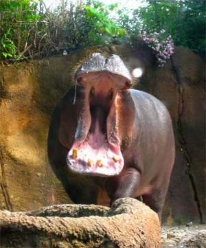 hippo at st louis zoo