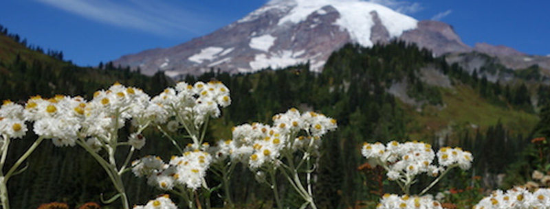 flowers in Mt. Rainier National Park