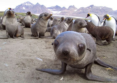 antartica seals