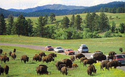 herd of bison crossing highway