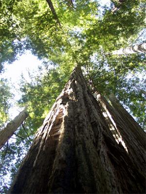 towering redwoods