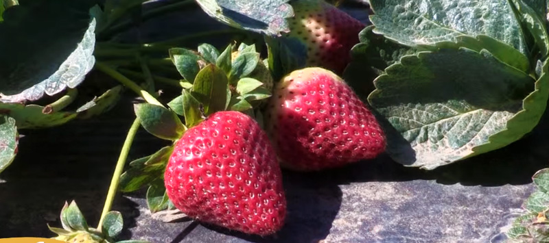 Texas Strawberry Farm