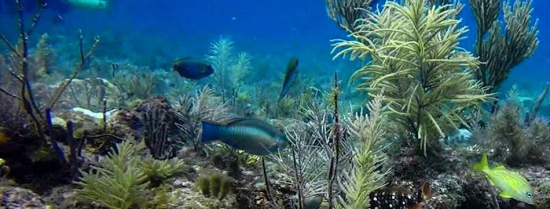 Dive the Florida Keys