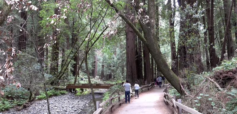 Muir Woods Redwoods Reserve