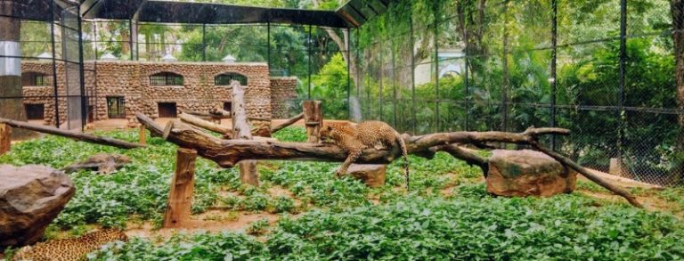 Nashville Zoo At Grassmere ️ Free Fun Guides