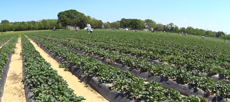 Texas Farm Strawberry Picking