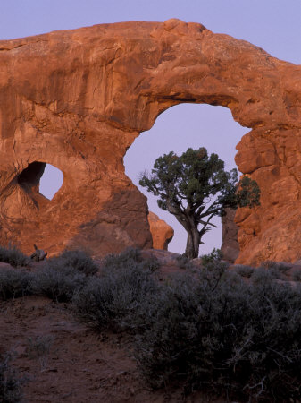 Turret Arch with Utah Juniper, Arches National Park, Utah, USA