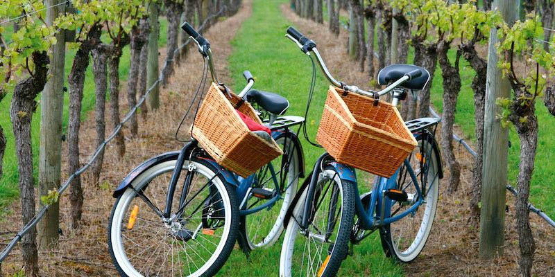 Wine Country Bike Tour
