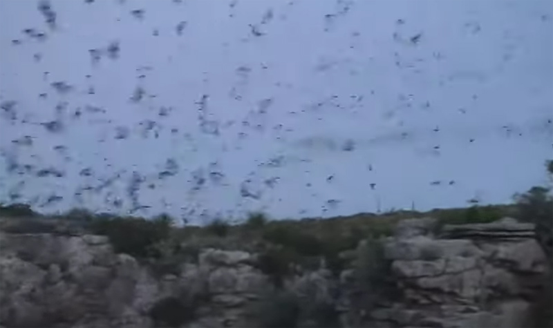 Bat Swarm Carlsbad Caverns