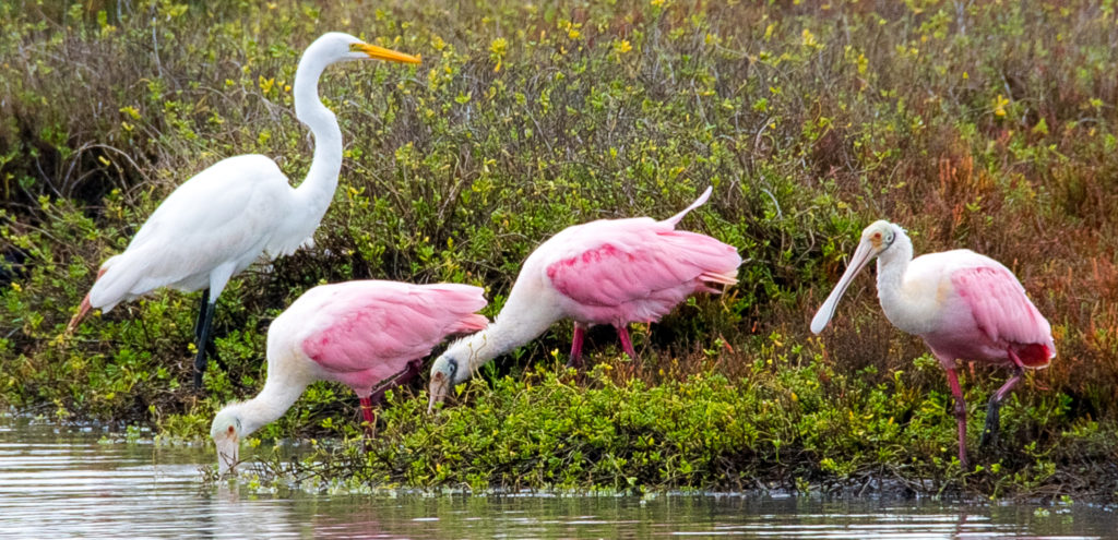 Birding – Matagorda island