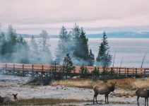 Yellowstone Planning Tips