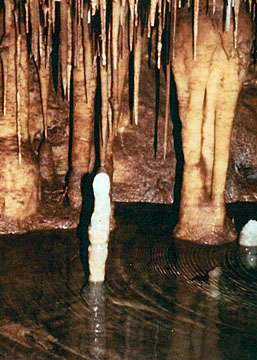 In 1985, water filled parts of the cave at Kartchner Caverns