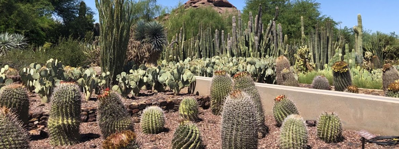 Desert Botanical Garden in Phoenix AZ