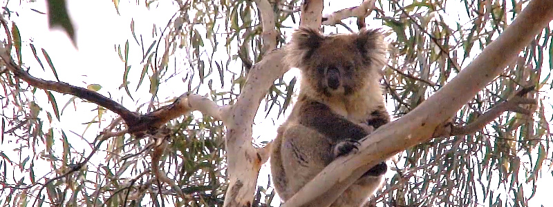 Kangaroo Island Koalas