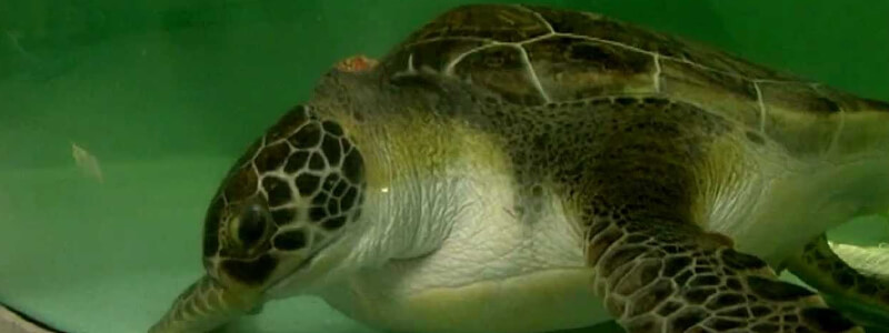 Visit the Patients at Sea Turtle Hospital in Charleston