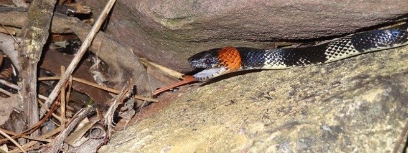 South Carolina Poisonous Snakes