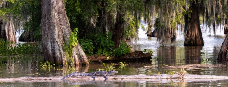 Top 10 Best Louisiana Tourist Attractions