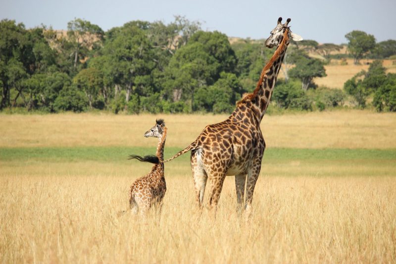 Napa Valleys Hidden Gems, giraffe, safari west