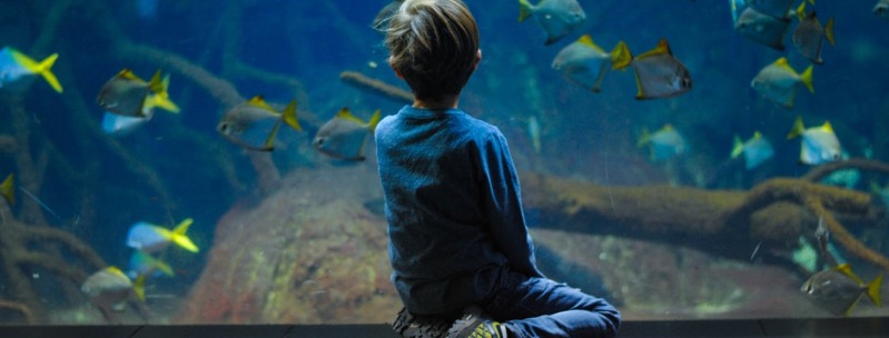 10 Best Children’s Aquariums in the US