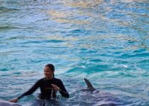 Best Places to Swim with Dolphins in Florida