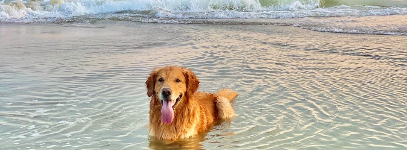 Clearwater Dog Friendly Hotels