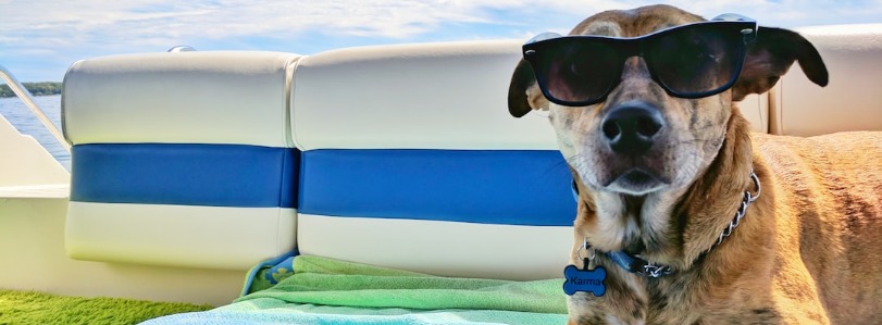 Palm Beach Dog Friendly Hotels