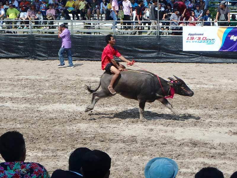 Chonburi Buffalo Races