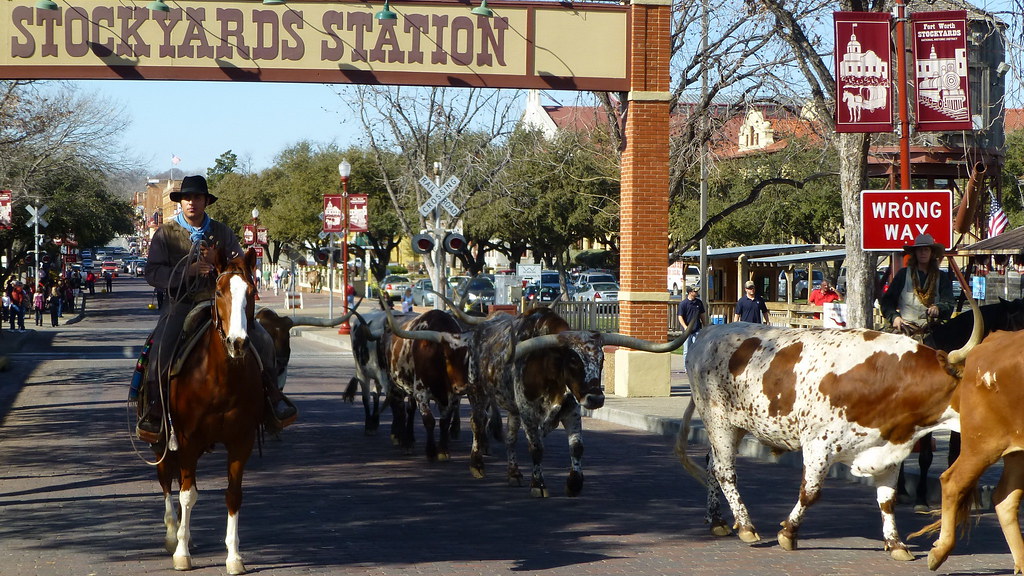 Texas - Fort Worth: Stockyards Station - the daily cattle drive