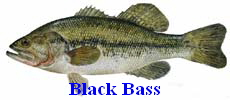 Black Bass
