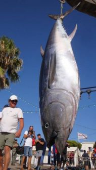 Bluefin Tuna fishing in Martigues