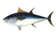 Bluefin Tuna fishing in San Diego