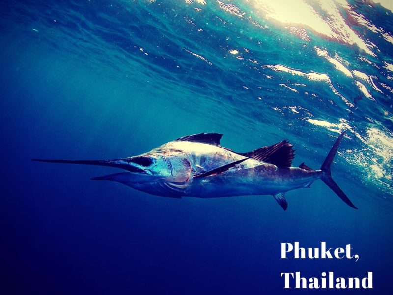 Phuket one of the best fishing destinations in the world