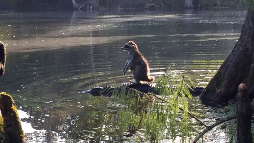 Raccoon Balance on Alligator at Ocala National Forest