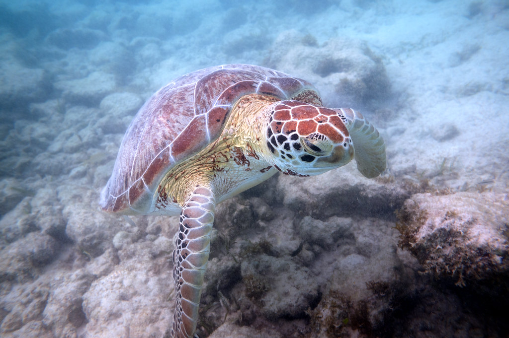 Turtles Akumal Bay Playa Yucatan Peninsula Mexico