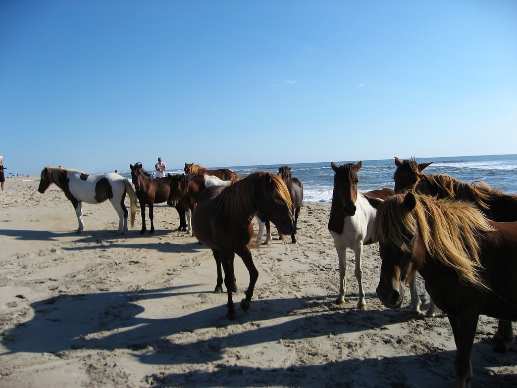 Wild Horses - Assateague Island National Seashore