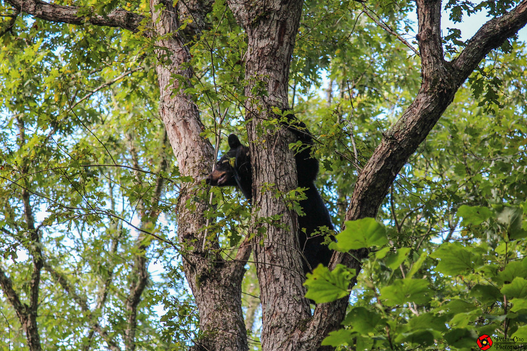Black Bear in a Tree in Cades Cove - Smoky Mountain National Park