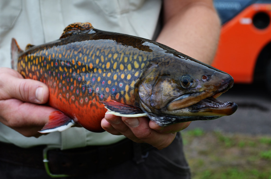 Male Coaster Brook Trout
