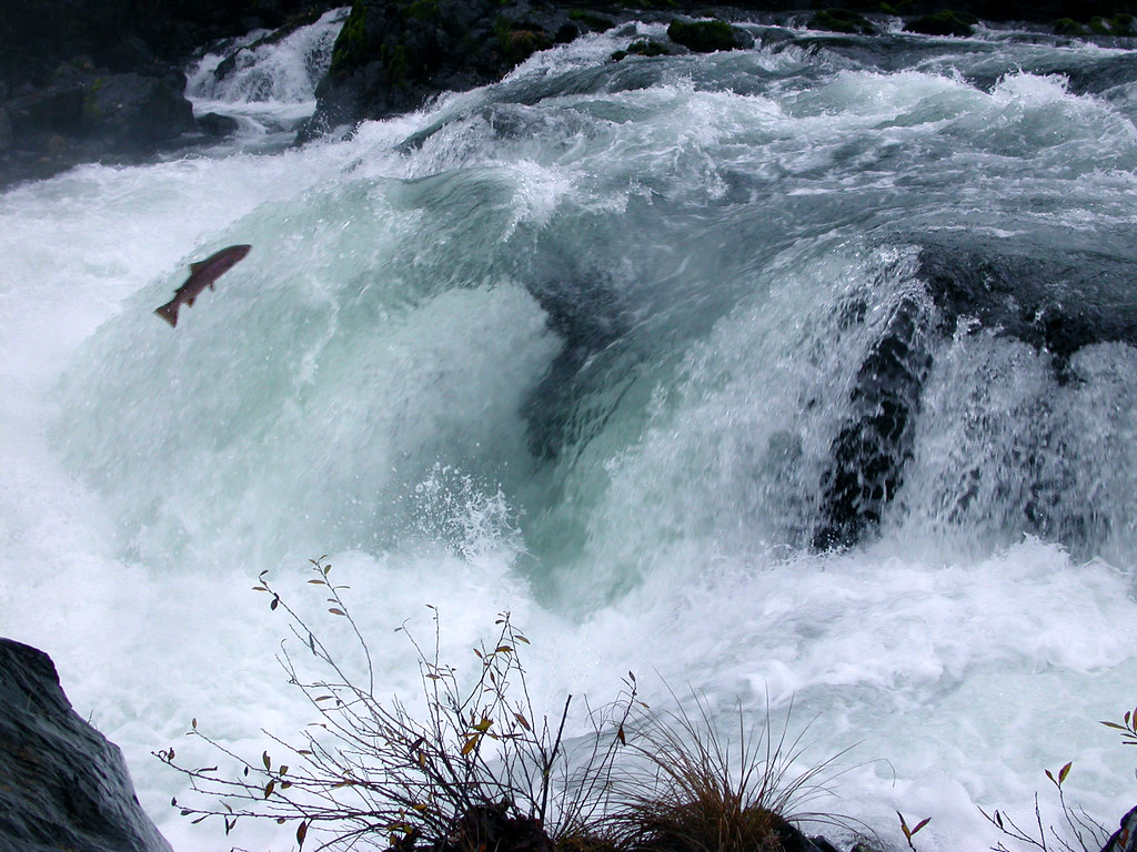 Wild and endangered Coho salmon, North Umpqua River, Deadline Falls