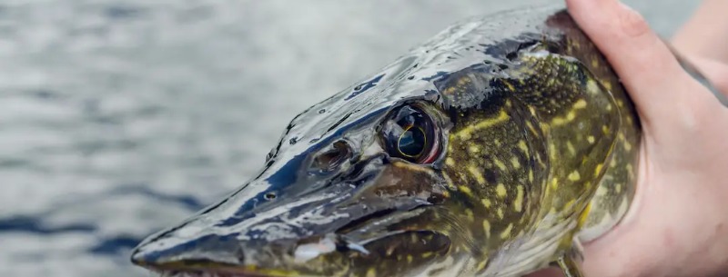 Fishing for Pike in Texas