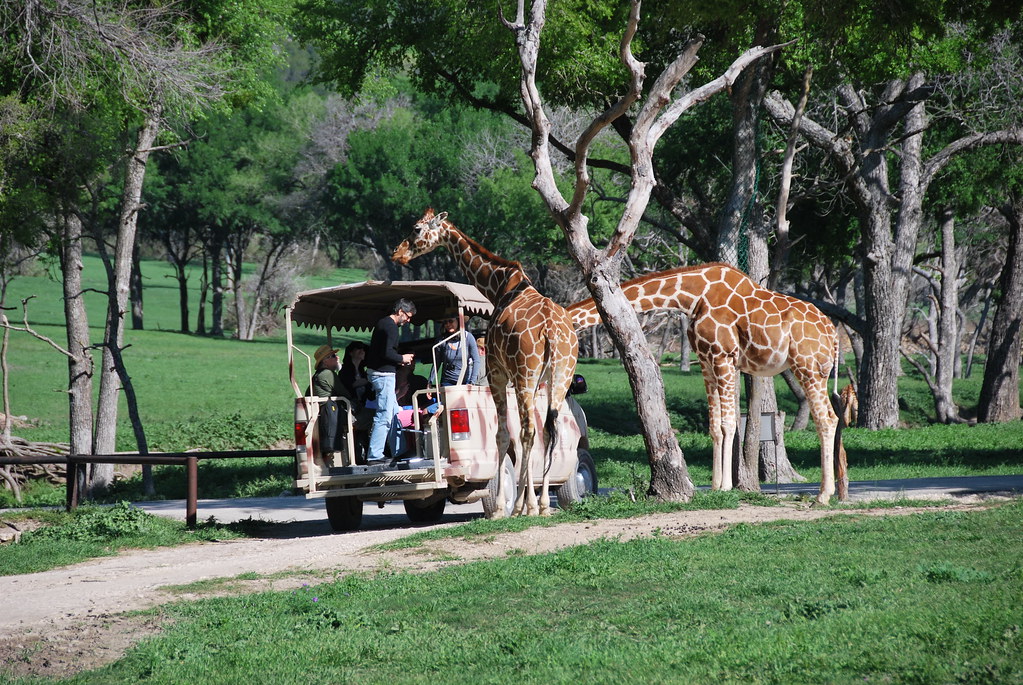 Giraffe - Fossil Rim Wildlife Center