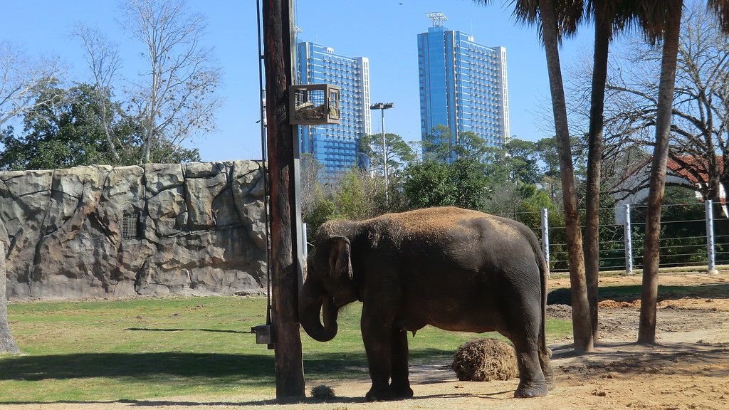 Texas - Houston Zoo