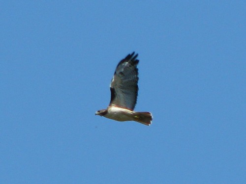 Red-Tailed Hawk (Buteo jamaicensis) in flight at Hill Country SNA