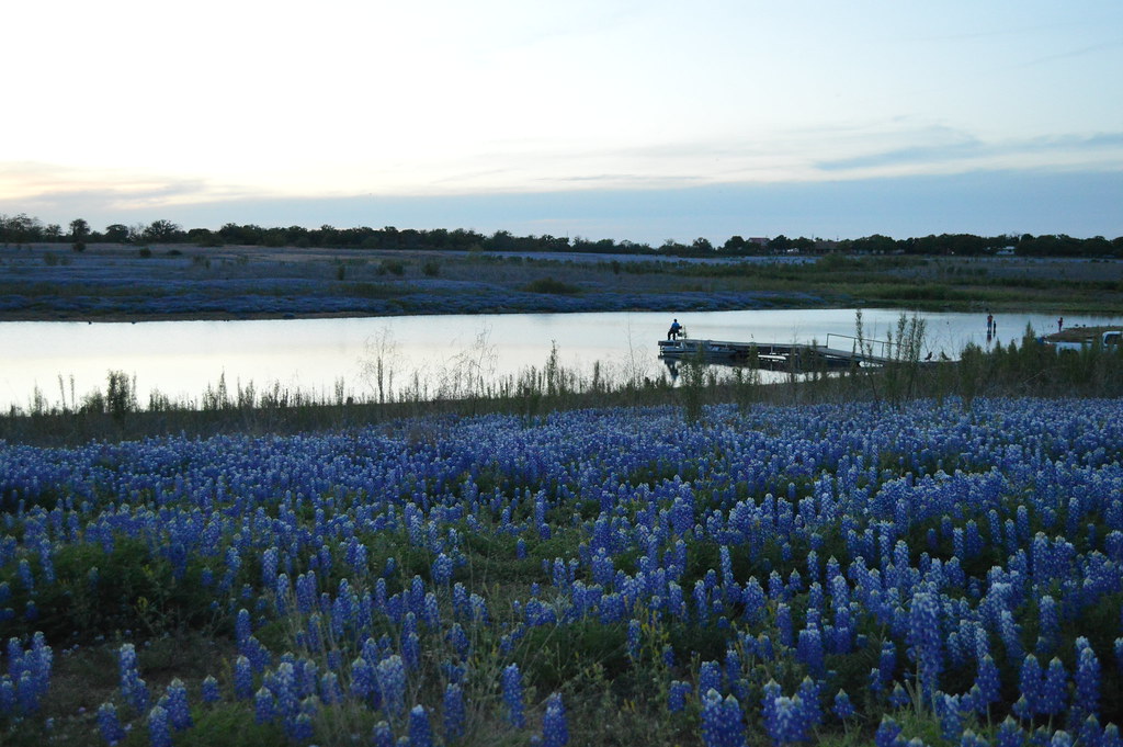 Bluebonnets on Lake Buchanan in Burnet, Texas
