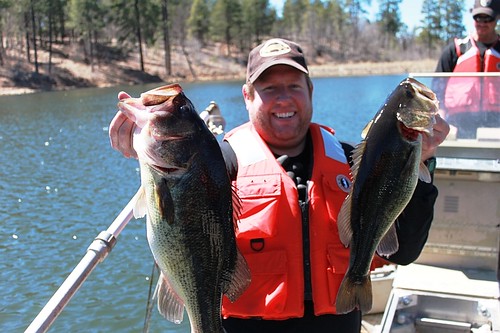 Several big largemouth bass were collected from Cooley Lake during electrofishing surveys on the Fort Apache Indian Reservation