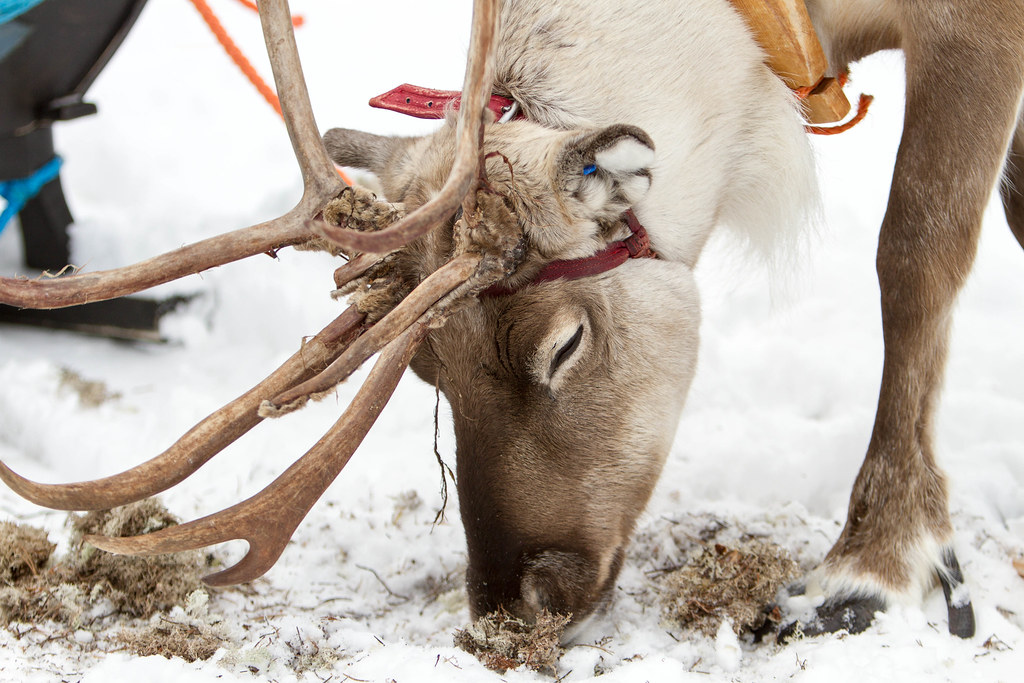 Reindeer Safari Lapland