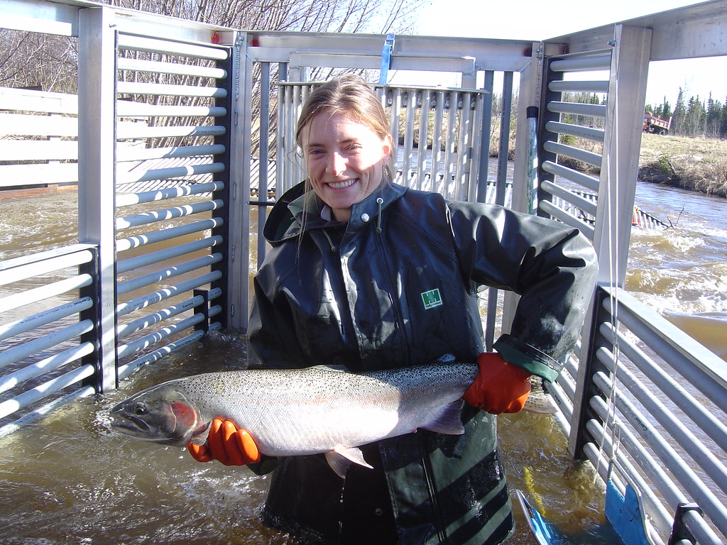 A Funny River steelhead trout is sampled for age, sex and length
