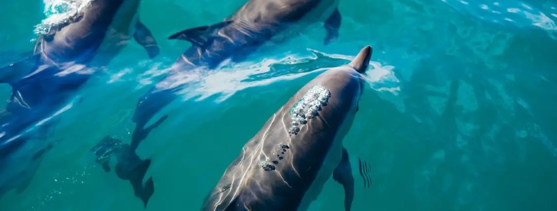 Florida Swim with Dolphins